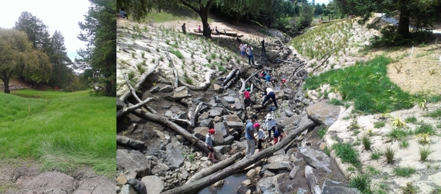 Stream restoration in La Rosa reserve in West Auckland