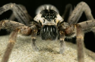 New Zealand water spider Dolomedes sp