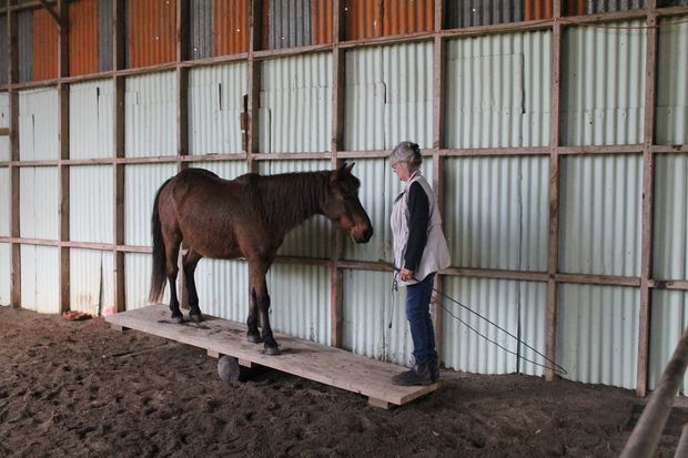 Horses Hercules working the seesaw with Robin