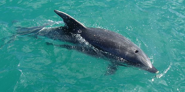 Bottlenose dolphin in the Hauraki Gulf