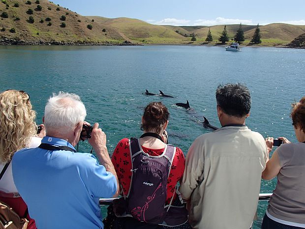 Hauraki Gulf dolphin safari - tourists watching bottlenose dolphins