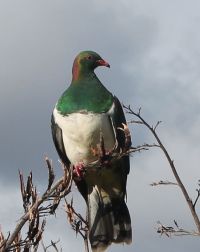 Little Barrier Birds Kereru cropped