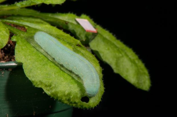 Cabbage butterfly caterpillar munches on an Arabidopsis leaf Photo by Roger Meissen Bond LSC