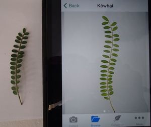 Flora Finder app finding a match for a photo of a kowhai leaf