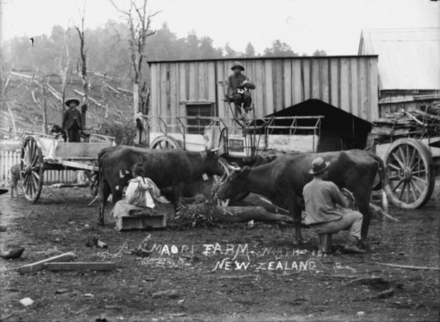 Maori group at a farm in Winiata