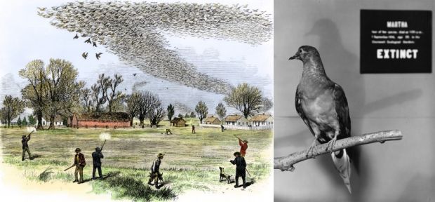 Last passenger pigeon Martha