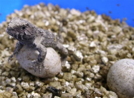 A tuatara hatchling