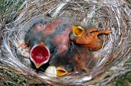 An eastern phoebe nest with a parasitic brown-headed cowbird
