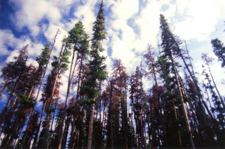 Picture of dead red trees among live green trees