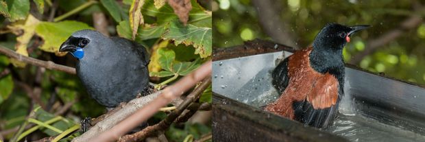 Tiritiri Kokako and Saddleback