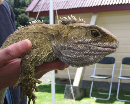 Large tuatara