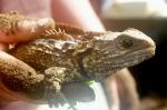 Juvenile tuatara