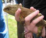 Female tuatara