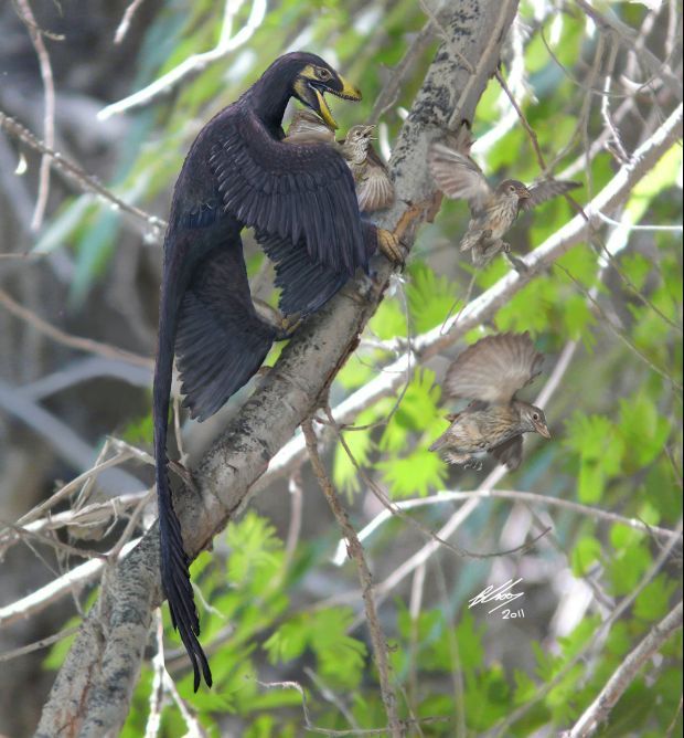 Microraptor Brian Choo