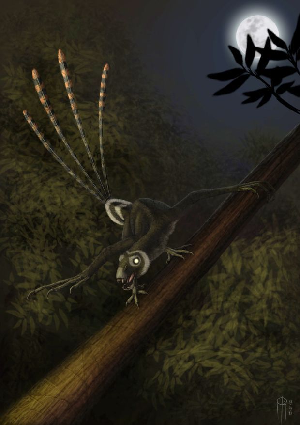 Angry epidexipteryx Alvaro Rosalen