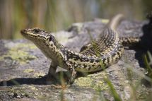 Grand Skink