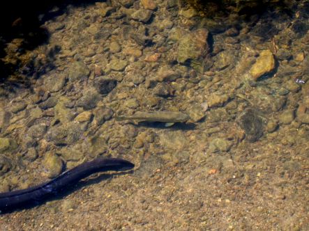An Eel and a Trout co-habiting