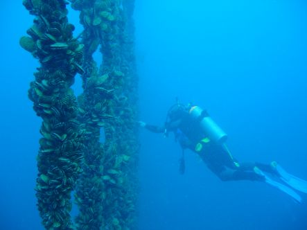 Diver inspecting mussels