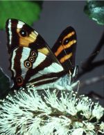 Butterfly_Dodonidia helmsi