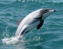 Maui dolphin