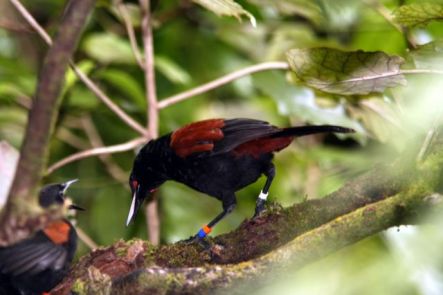 Tieke or Saddleback