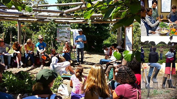 Edible school yard