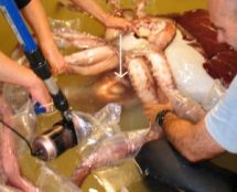 Colossal Squid Defrosting