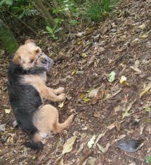 Mustelid detecting dog Crete with North Island Robin