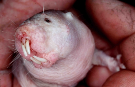 Naked mole rat.