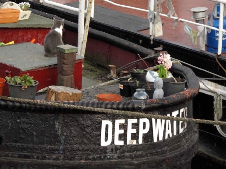 Every Thames river boat seems to have a cat.