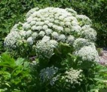 Giant hogweed close-up