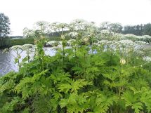 Giant hogweed