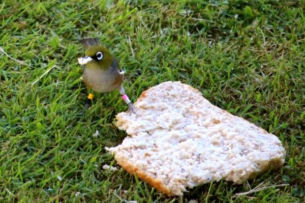 Birds copyright Josie Galbraith