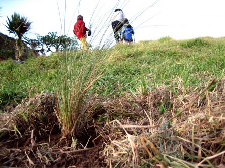 Places for Penguins first community restoration day at Tarakena Bay on the Miramar Peninsula.