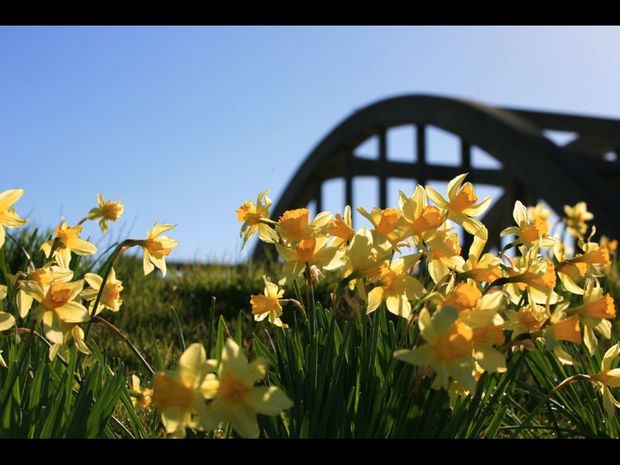 Richard Daffodils by the Clutha River bridge Balclutha