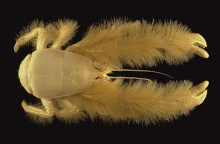 The yeti crab