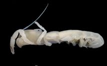 ghost shrimp