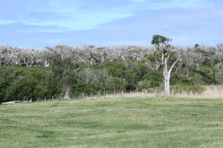 The Hapupu kopi stand highlighting the canopy loss at the formally designated J M Barker (Hapupu) National Historic Reserve.
