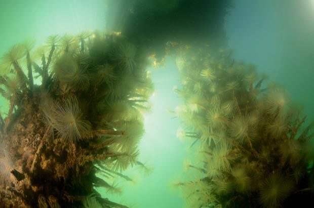 Mediterranean fanworm. Photo by Crispin Middleton