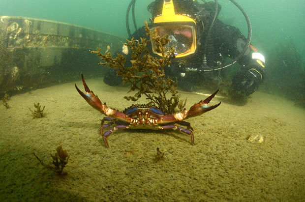 The aggressive Asian paddle crab. Photo by Crispin Middleton