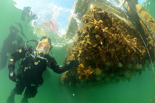 Marine biologist Matthew Smith investigates invasive Mediterranean fanworm. Photo by Crispin Middleton
