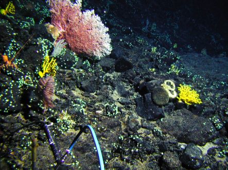 Deep-sea corals