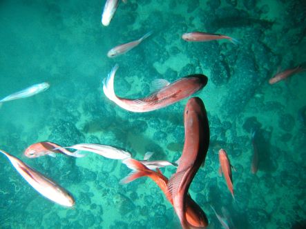 Deep-sea fish form dense aggregations over some seamounts.
