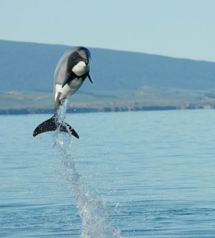 Hectors Dolphin Jumping
