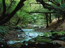 Kaiwharawhara Stream