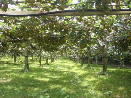 Kiwifruit canopy