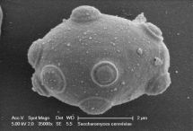 Saccharomyces cerevisiae