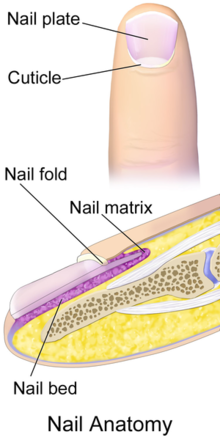 Finger Nail Anatomy CC BY Blausen