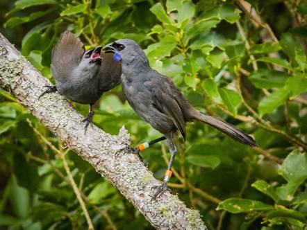 kokako