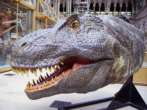 Tyrannosaurus rex puppet head from Walking with Dinosaurs at the Oxford University Museum of Natural History Photo CC BY Ballista